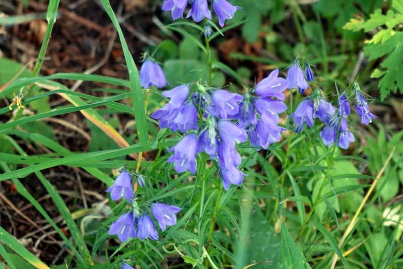 Imagen de Campanula baumgartenii Becker, 1827 ??