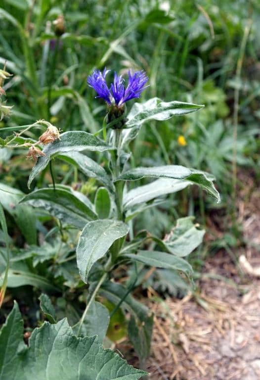 Imagen de Centaurea montana L.