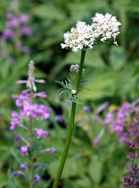 Imagen de Valeriana officinalis L.