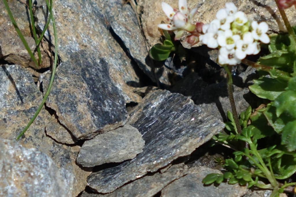 Imagen de Pritzelago