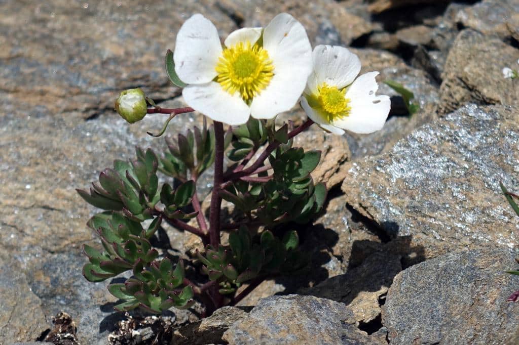 Imagen de Ranunculus