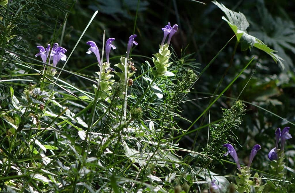 Imagen de Scutellaria