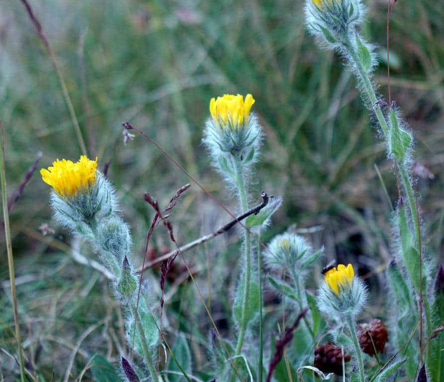 Imagen de Hieracium