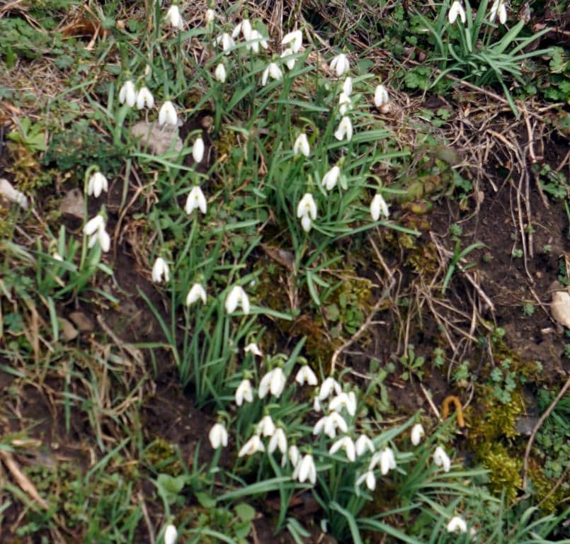 Imagen de Galanthus nivalis L.