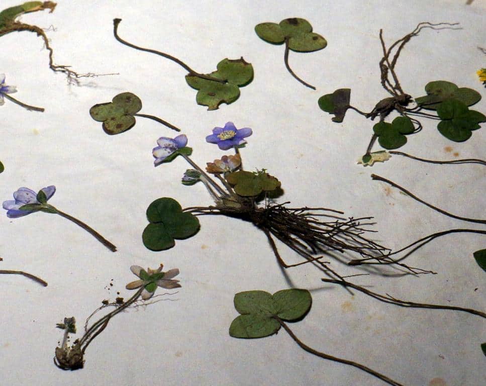 Imagen de Hepatica nobilis Schreb.