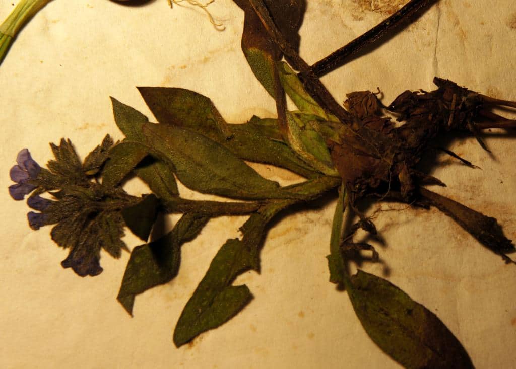 Imagen de Pulmonaria longifolia (Bastard) Boreau