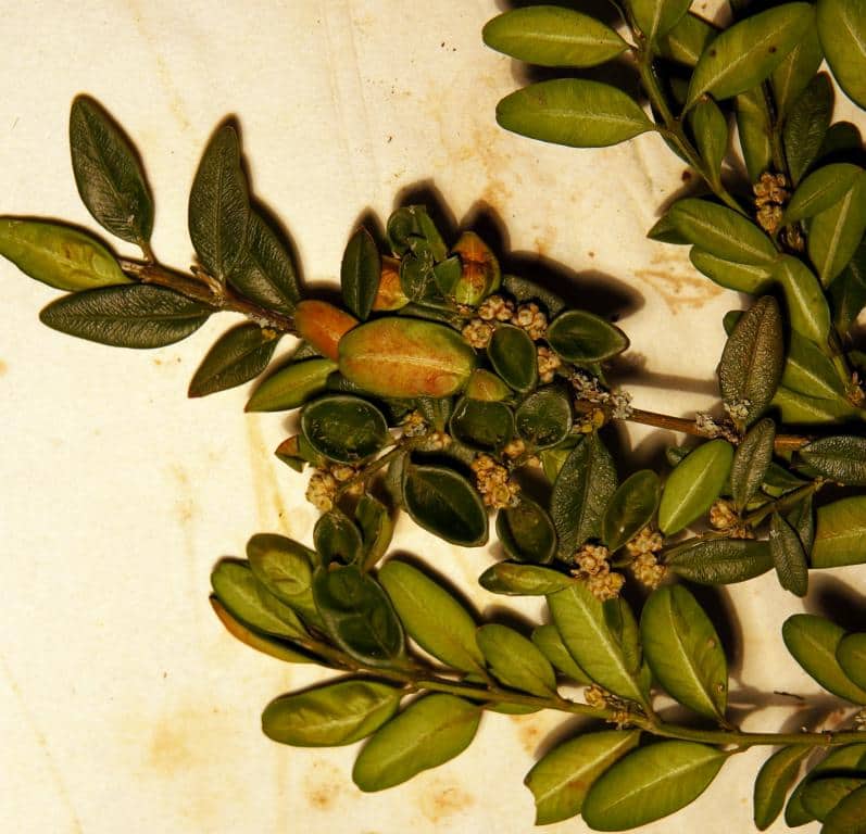 Imagen de Buxus sempervirens L.
