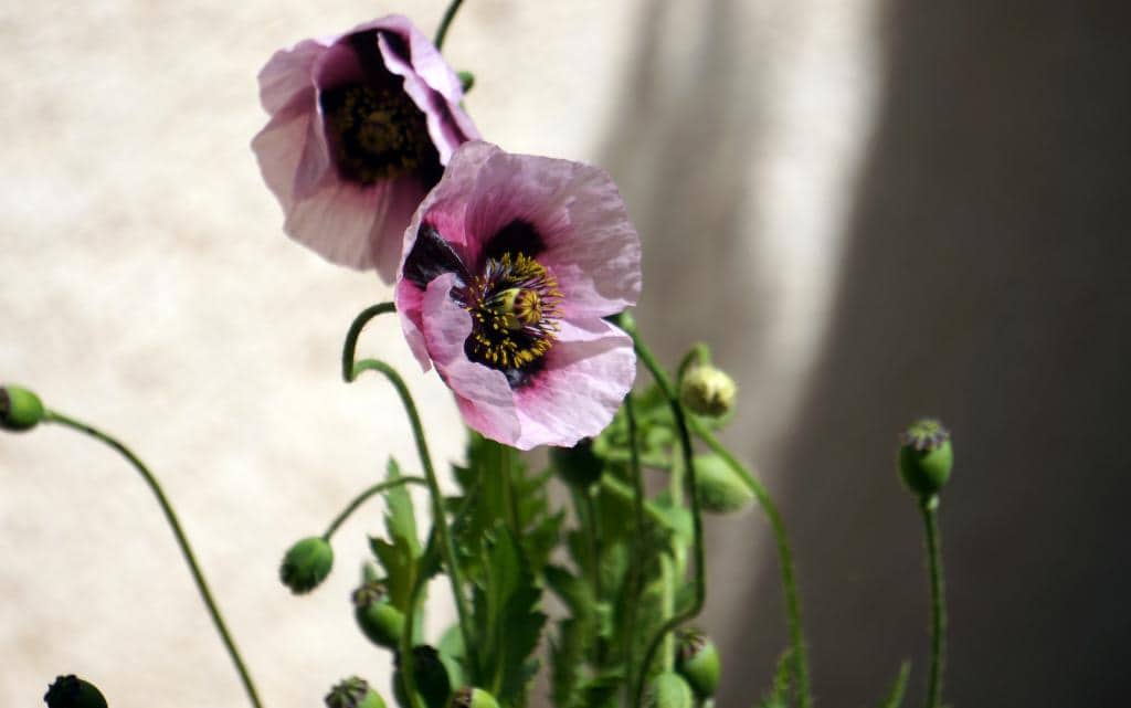Imagen de Papaver somniferum L. subsp. setigerum (DC.) Arcang.