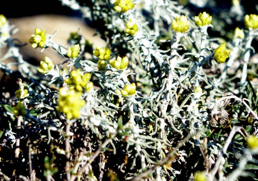 Imagen de Helichrysum