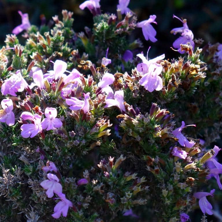 Imagen de Micromeria