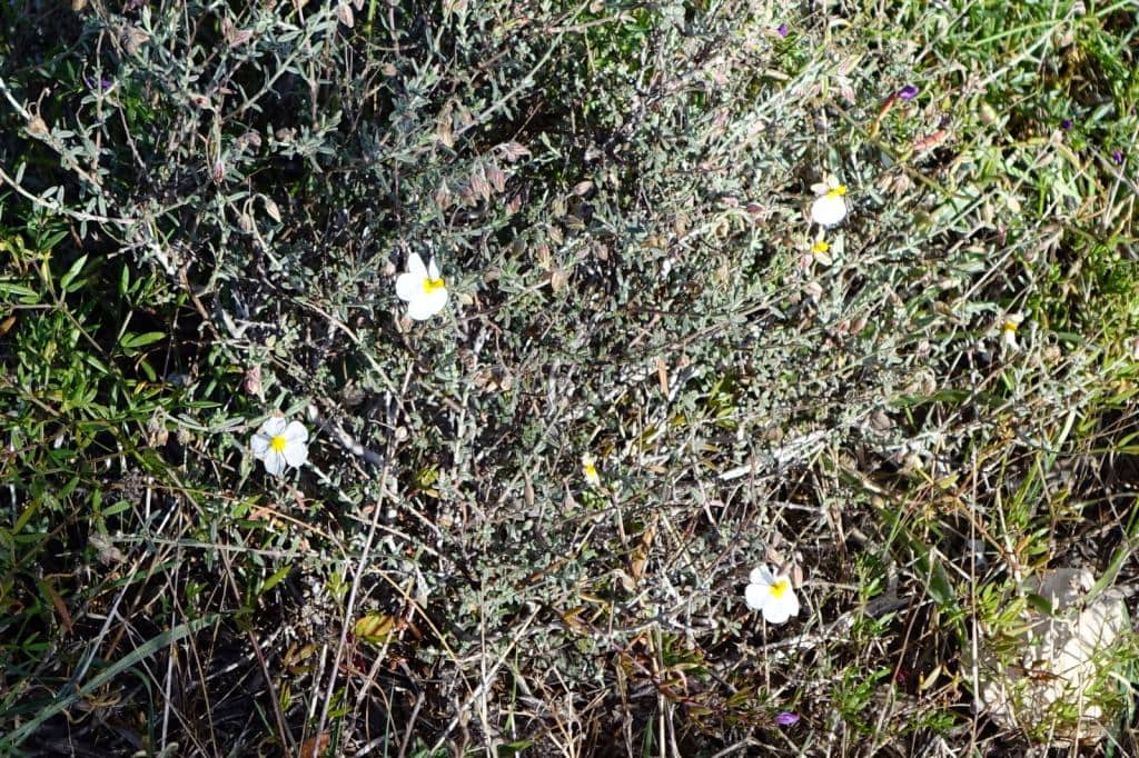 Imagen de Helianthemum