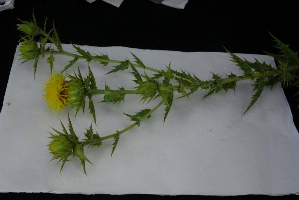 Imagen de Carduncellus