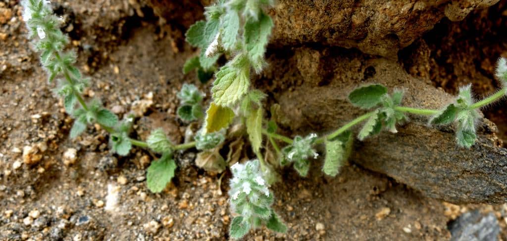 Imagen de Stachys arvensis (L.) L.