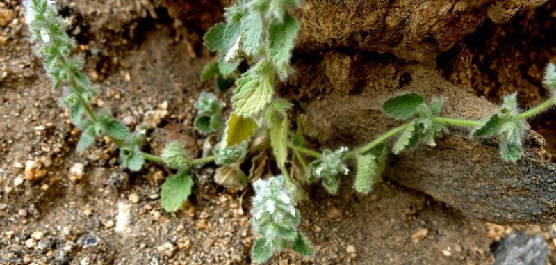 Imagen de Stachys arvensis (L.) L.