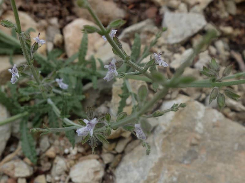 Imagen de micromeria?