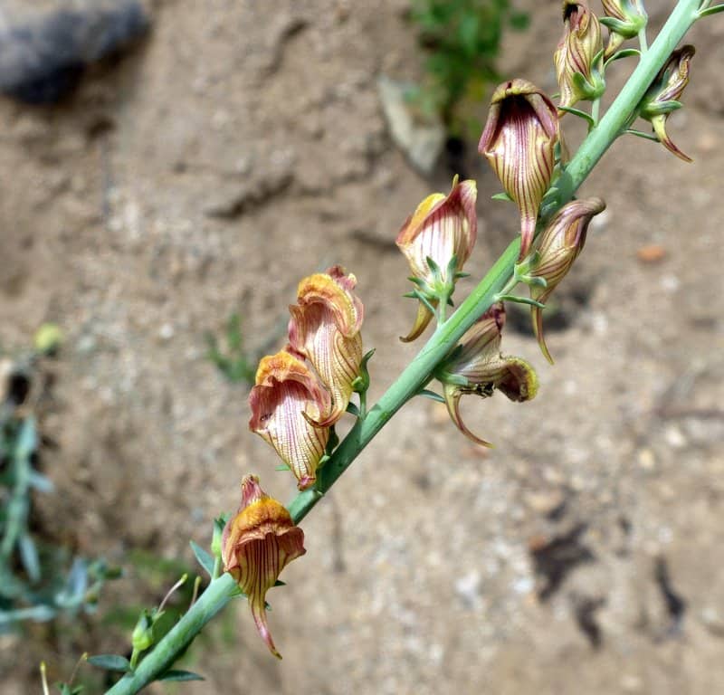 Imagen de Linaria ventricosa Coss. & Balansa