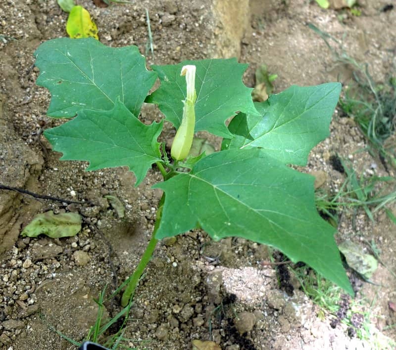 Imagen de Datura stramonium L.