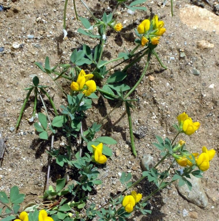 Imagen de Lotus corniculatus grex