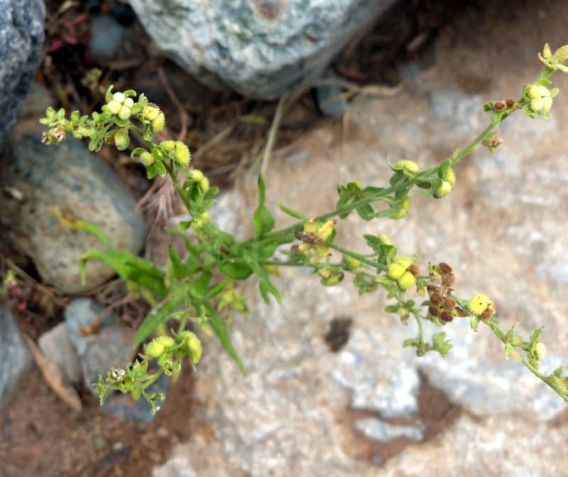 Imagen de Cynoglossum