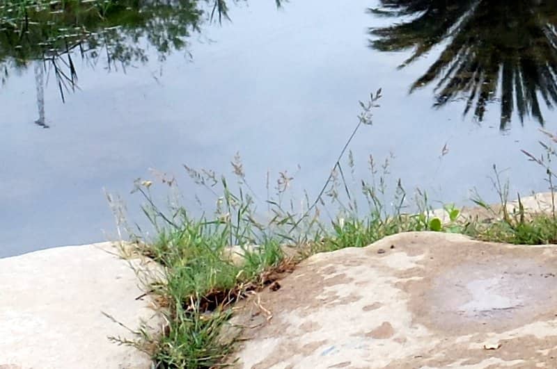 Imagen de Dactylis glomerata L. ??