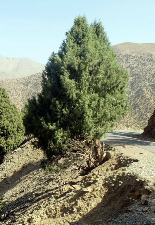 Imagen de Cupressus atlantica Gaussen