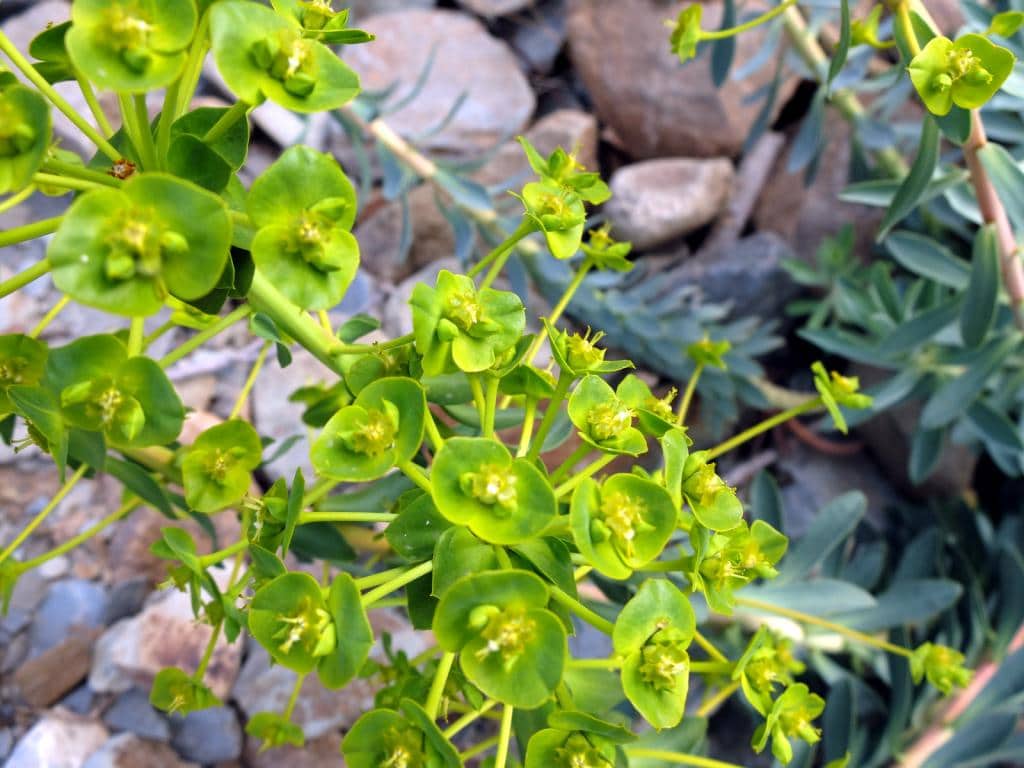 Imagen de Euphorbia
