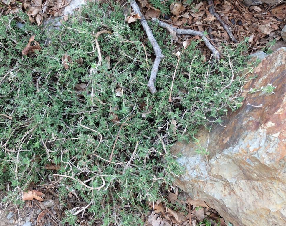 Imagen de Thymus mastigophorus Lacaita ??