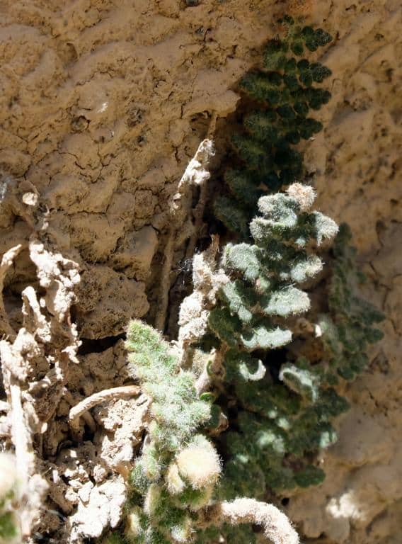 Imagen de Cosentinia vellea (Aiton) Tod