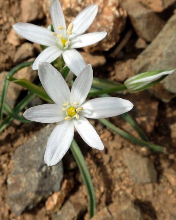Imagen de Ornithogalum baeticum Boiss. ?