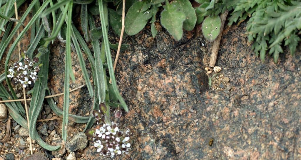 Imagen de Lepidium hirtum (L.) Sm ?