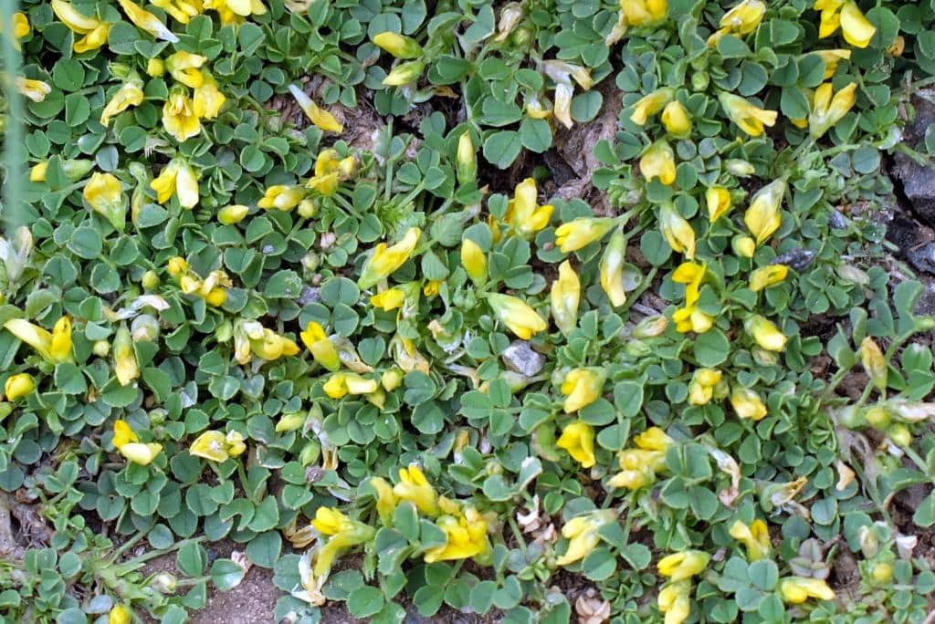 Imagen de Medicago suffruticosa DC subsp. leiocarpa (Bentham) Urban