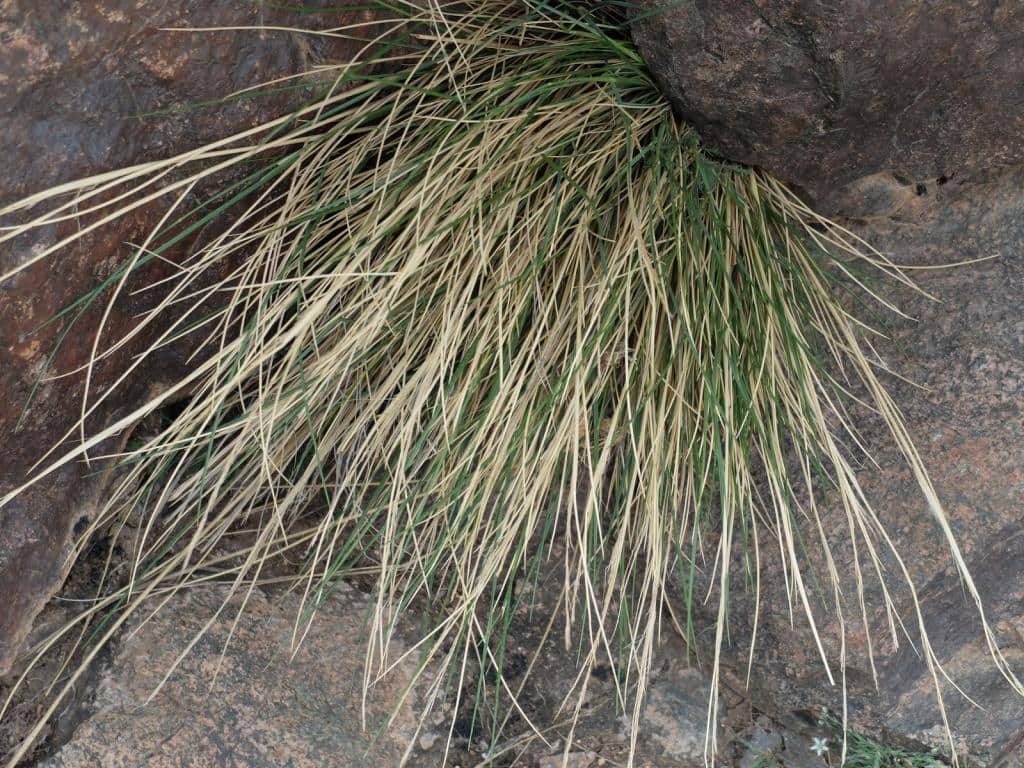 Imagen de Festuca indigesta Boiss?