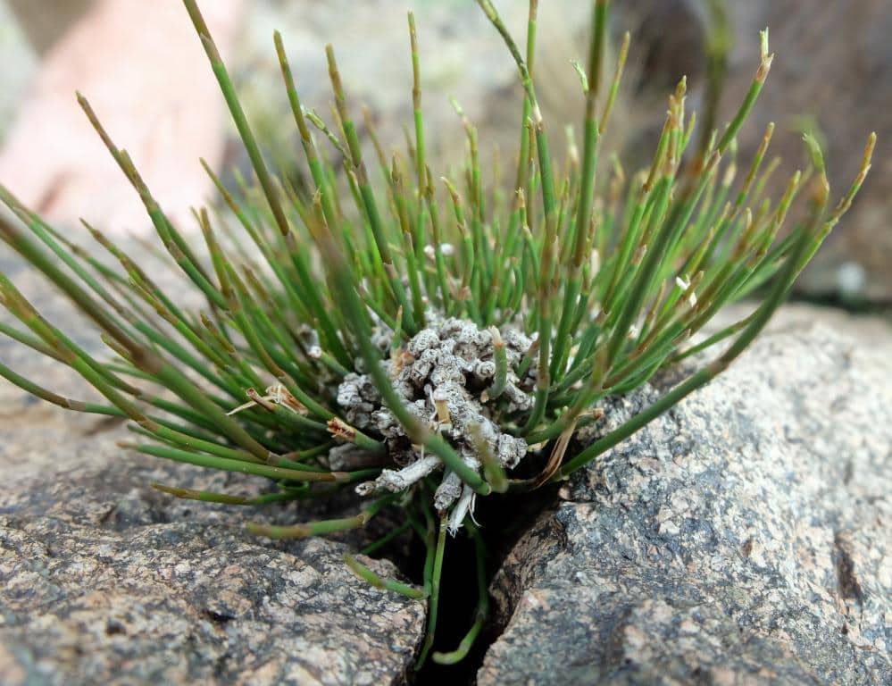 Imagen de Ephedra major Host