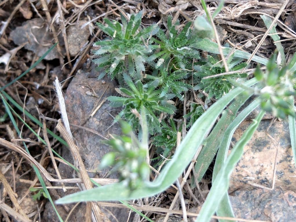 Imagen de Draba hispanica Boissier