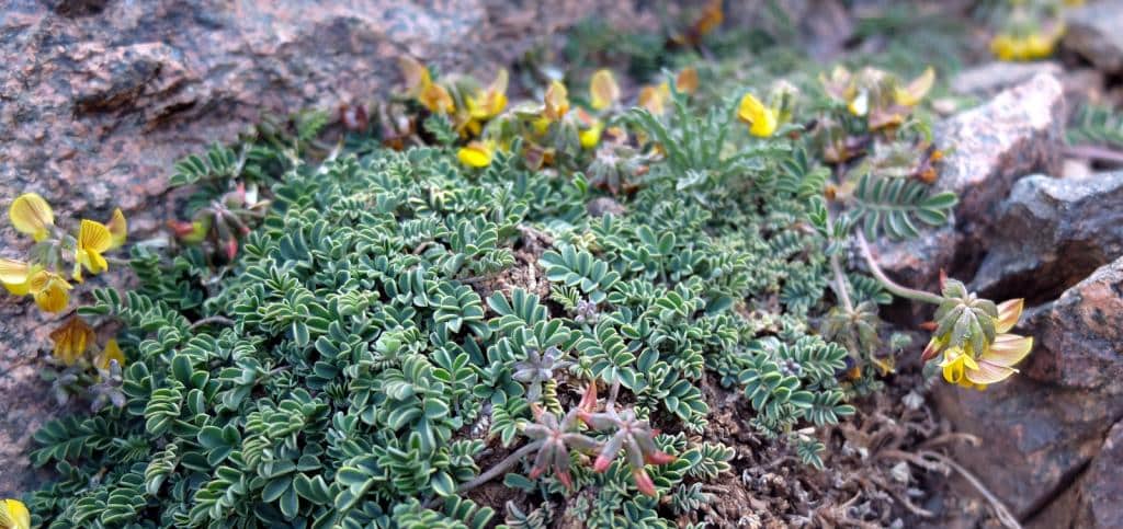 Imagen de Hippocrepis