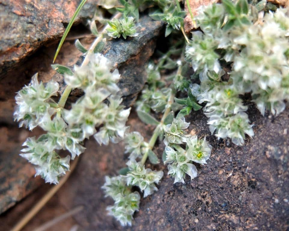 Imagen de Paronychia