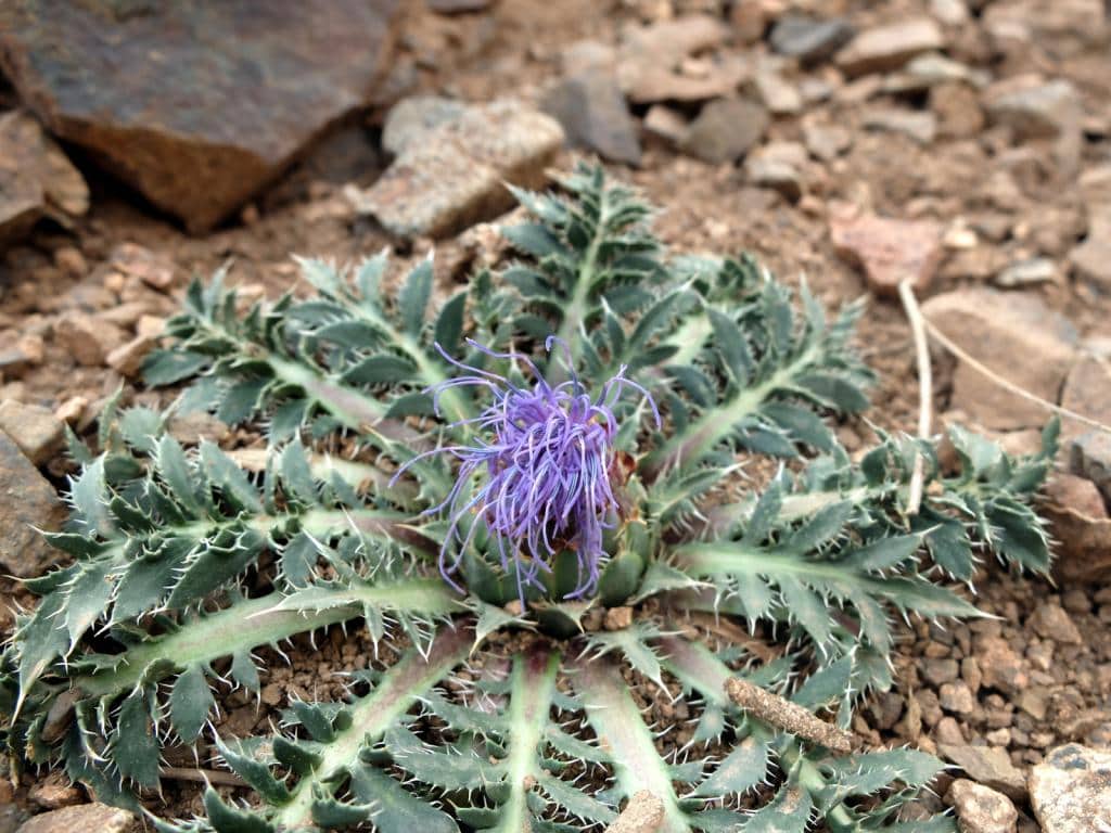 Imagen de Carduncellus pinnatus