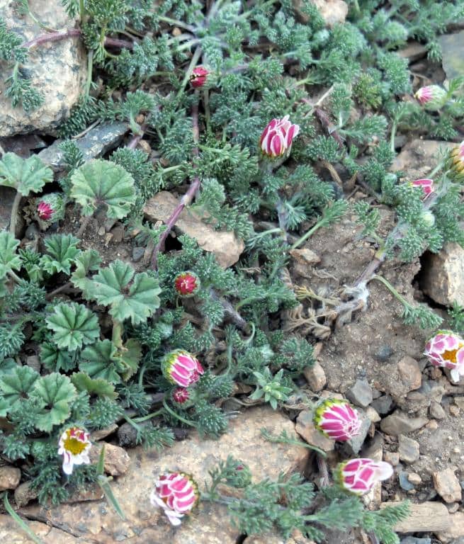 Imagen de Anacyclus pyrethrum (L.) Link subsp. var. depressum