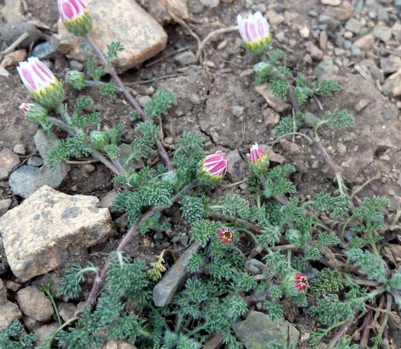 Imagen de Anthemis arvensis L. ?