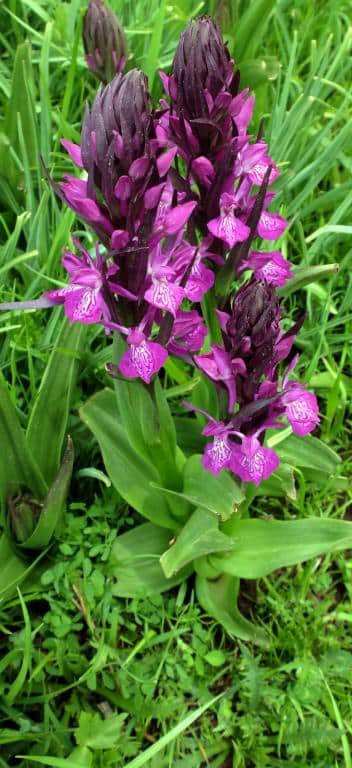 Imagen de Dactylorhiza