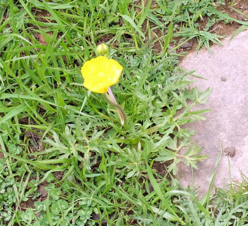 Imagen de Ranunculus paludosus Poir.