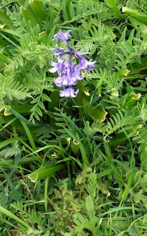 Imagen de Hyacinthoides hispanica (Mill.) Rothm. ?