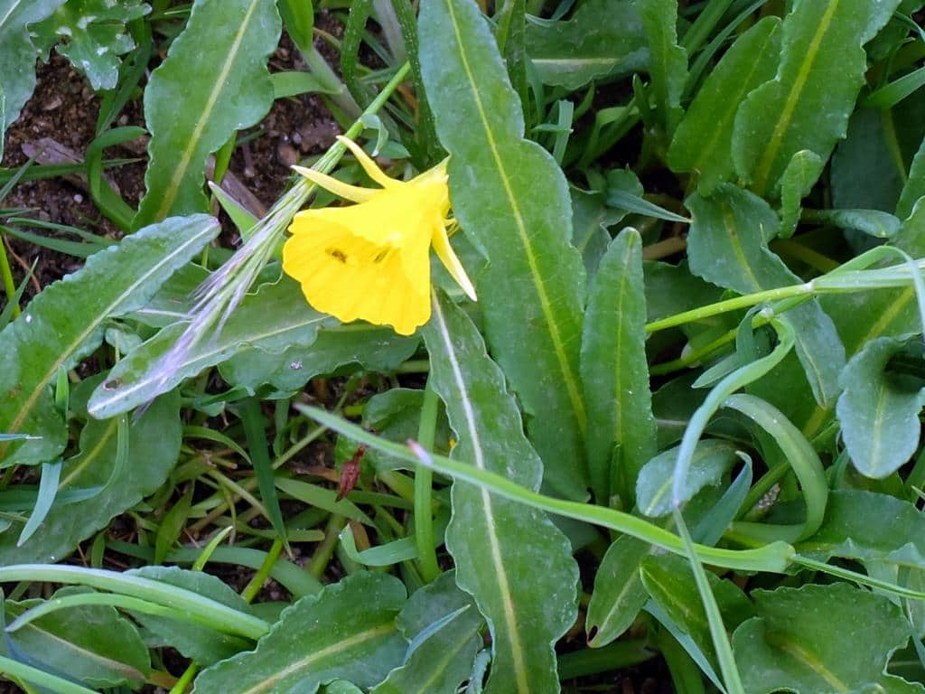 Imagen de Narcissus bulbocodium L.