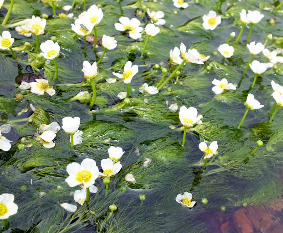 Imagen de Ranunculus trichophyllus Chaix