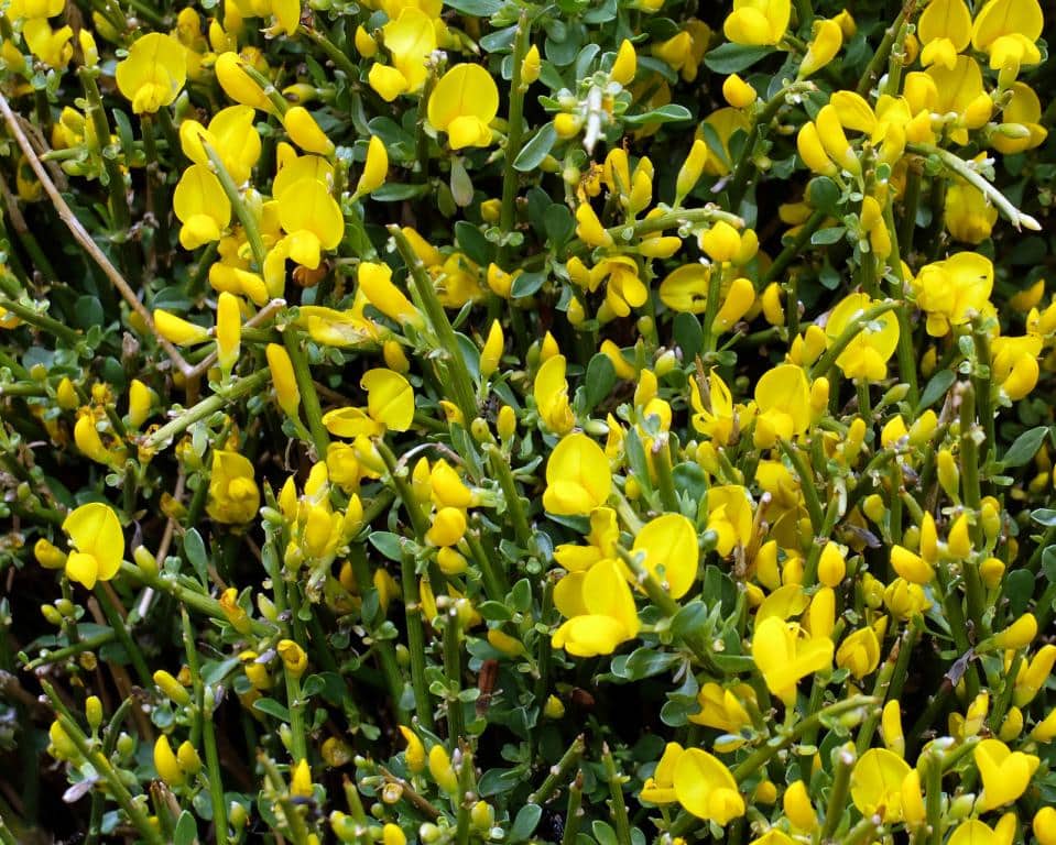 Imagen de Cytisus fontanesii Spach in Bourg ?