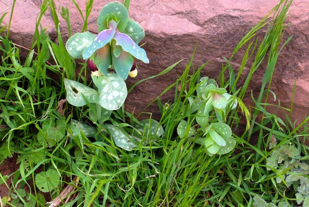 Imagen de Cerinthe gymnandra Gasp.