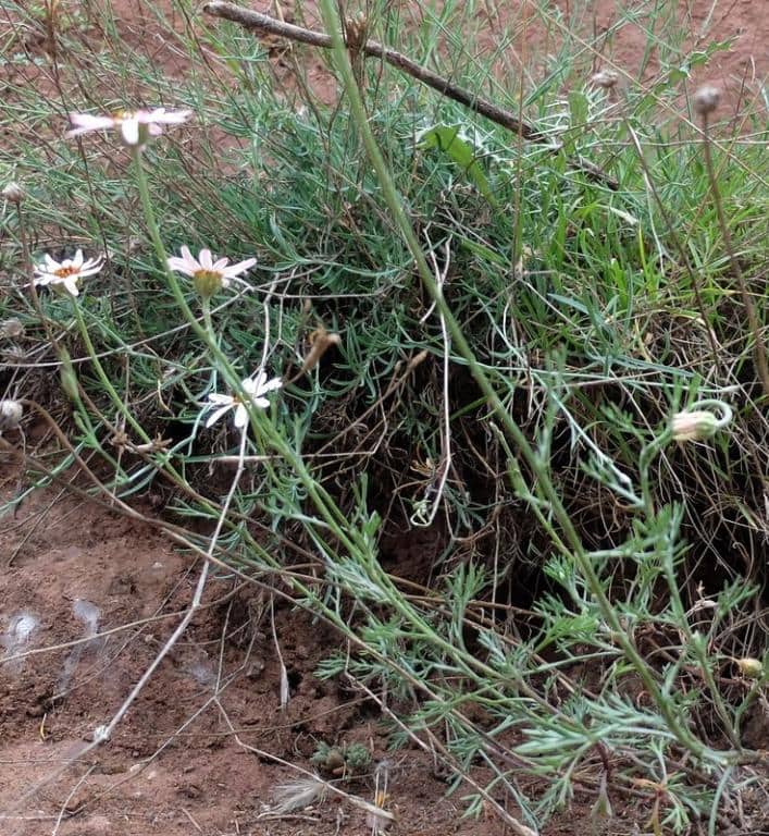 Imagen de Rhodanthemum gayanum (Cosson& Durieu) Willcox & all. ?