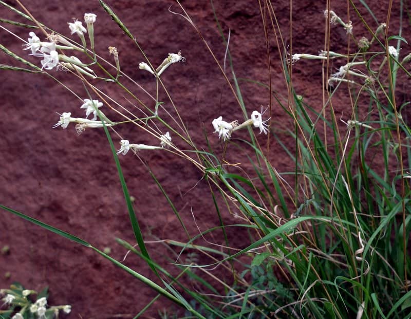 Imagen de Silene grex ciliata