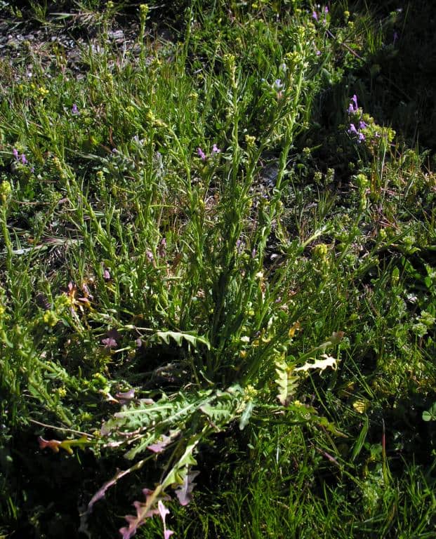 Imagen de Sisymbrium runcinatum Lag. ex DC