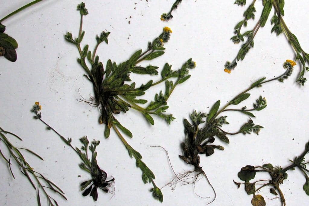 Imagen de Myosotis discolor Pers.